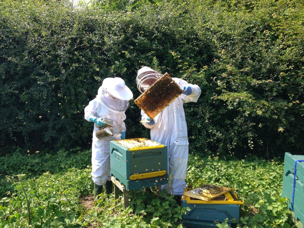 «Пчелиный двор» усадьба «пчелиный двор»