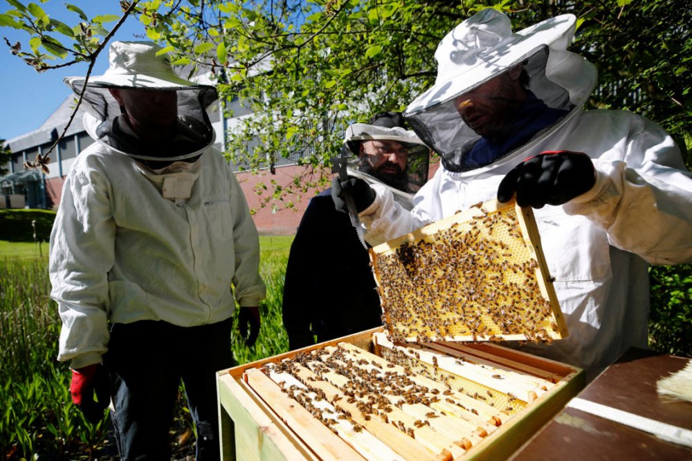 Современное Пчеловодство