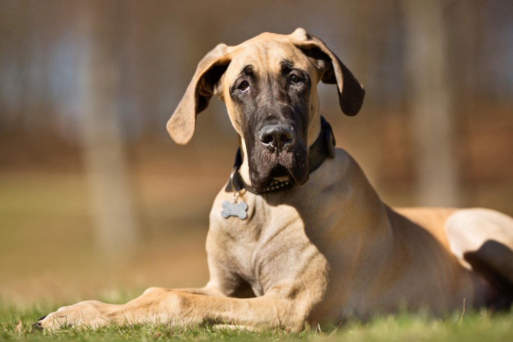 Great Dane собака