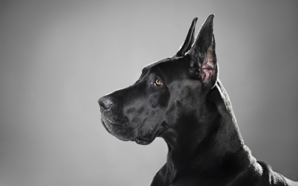 Great Dane собака