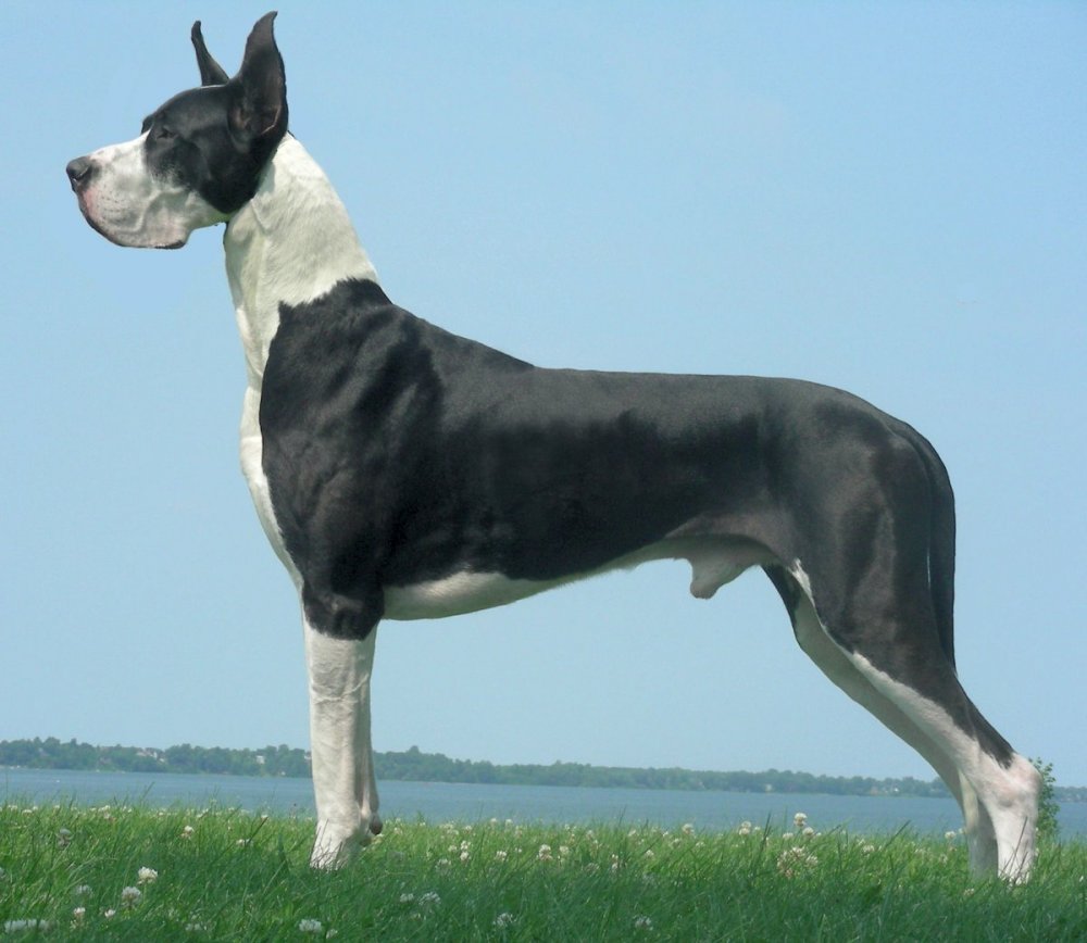 Strongest Dog Breed