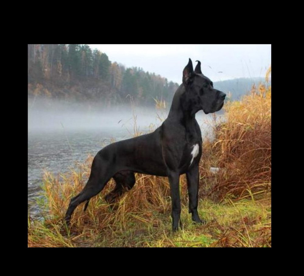 Great Dane собака