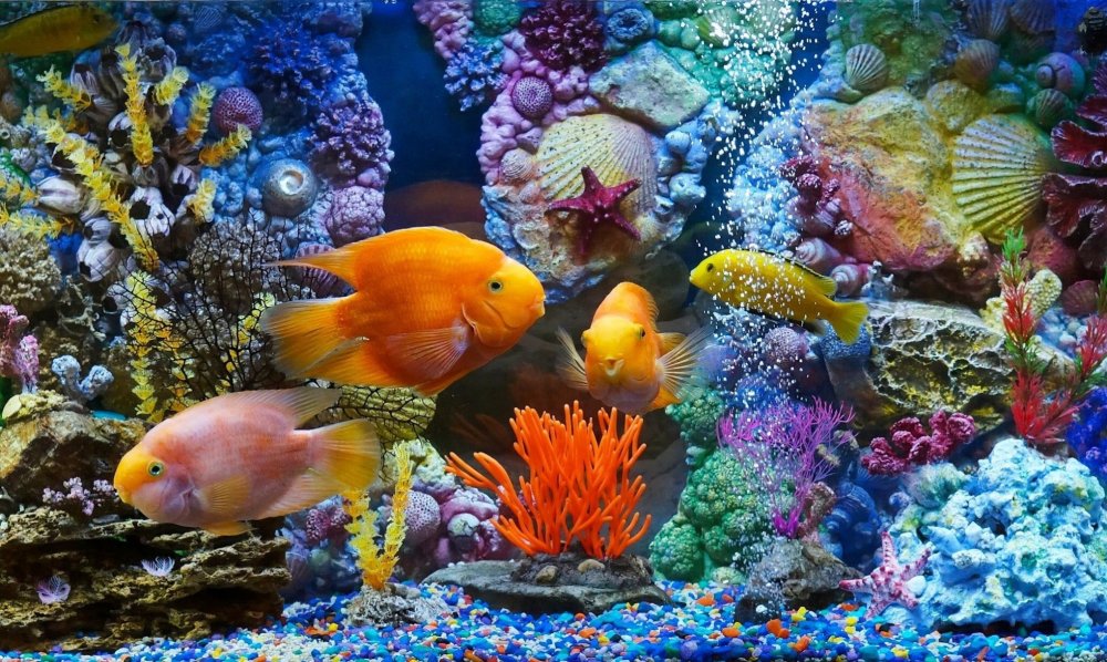 Красивые рыбки в аквариуме