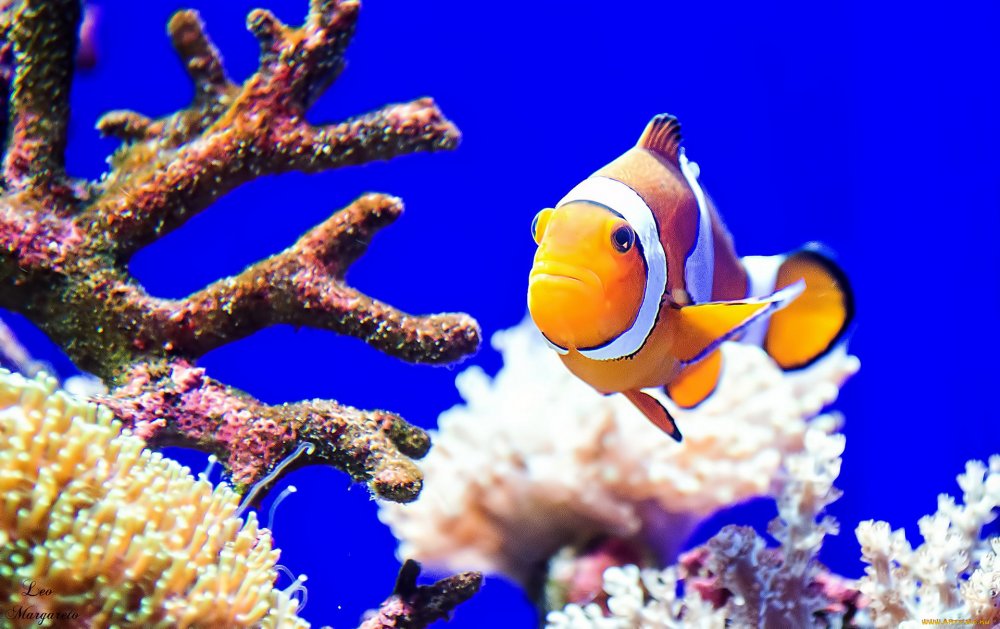 Коралловые рыбки