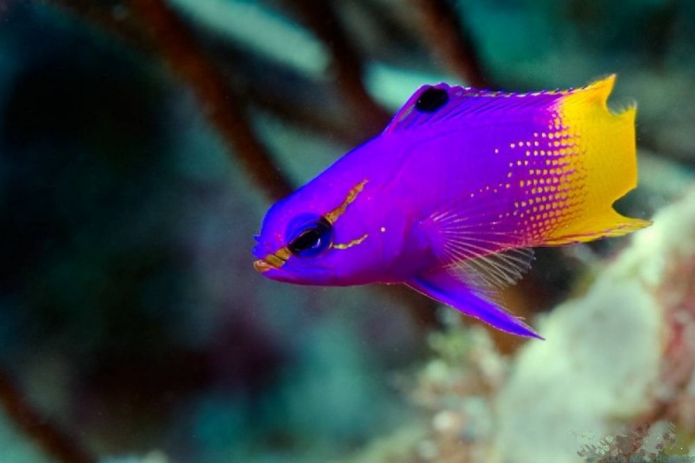 Красивые разноцветные рыбки