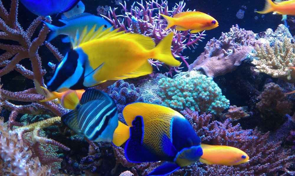 Яркие рыбки