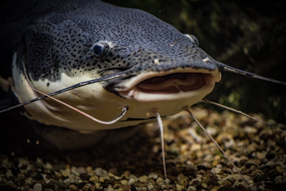 Европейский сом Silurus GLANIS