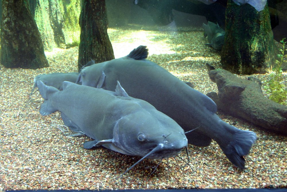 Ictalurus furcatus