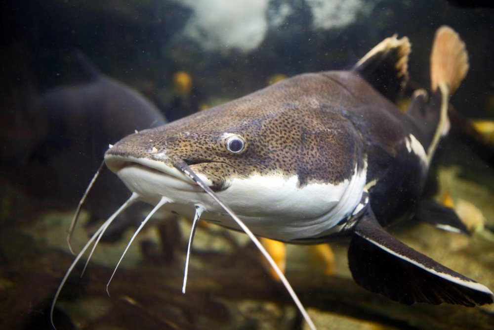 Сом обыкновенный Silurus GLANIS