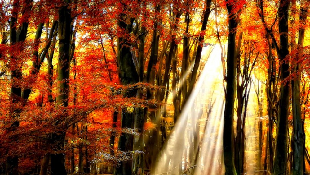 Красивый Волшебный осенний лес