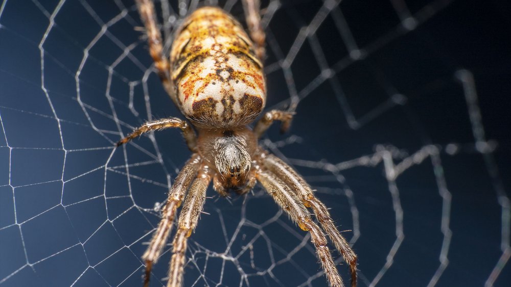 Tegenaria parietina