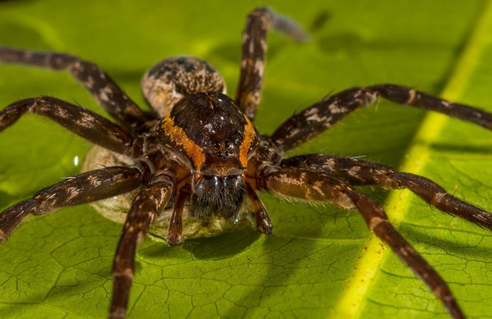 Dolomedes fimbriatus паук Тарантул