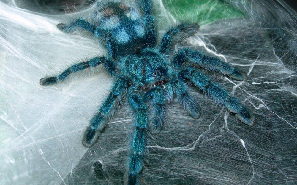 Паук птицеед Avicularia versicolor