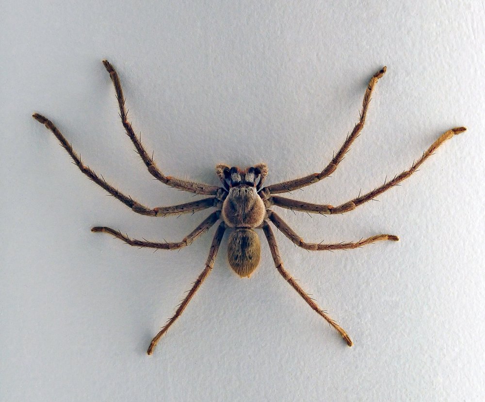 Паук Huntsman Spider