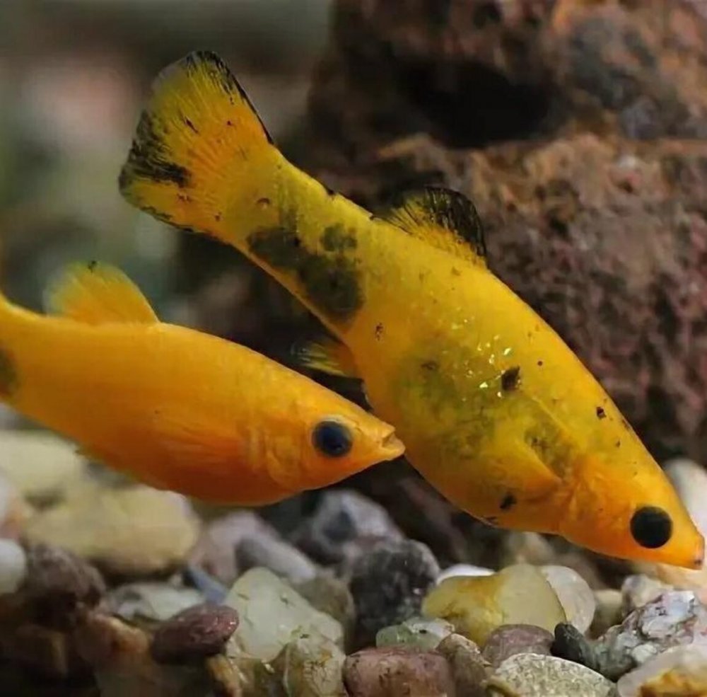 фото желтых рыбок