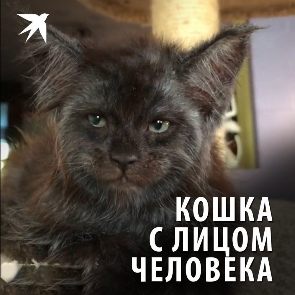 Кошка Валькирия с человеческим лицом