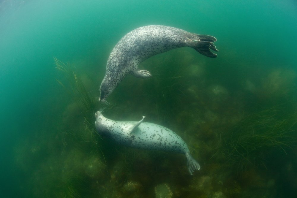 Морская живность Охотское море