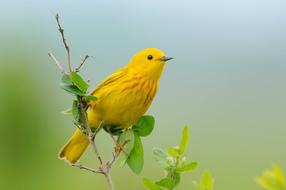 Жёлтая древесница (Dendroica petechia)