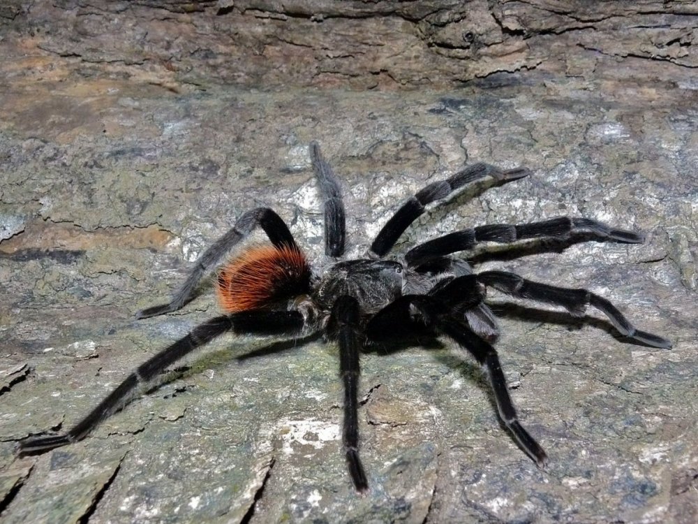 Brachypelma Vagans самец