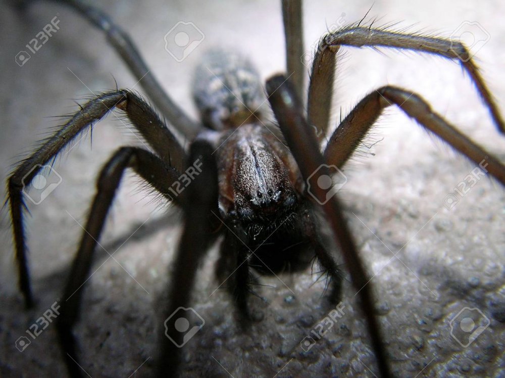 Araneus diadematus - крестовик