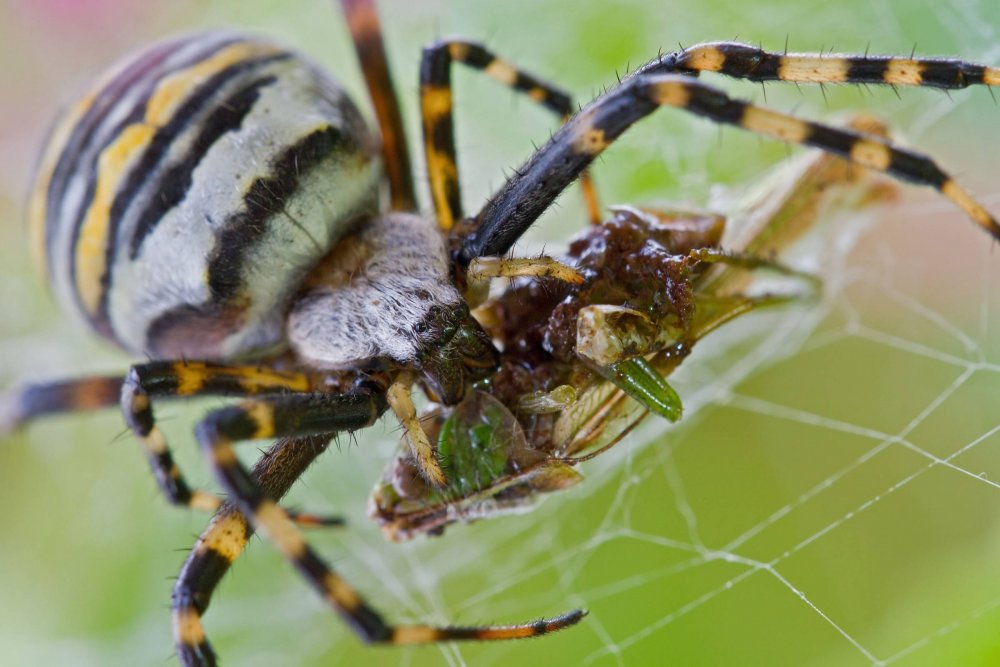 Heteropoda venatoria паук в России