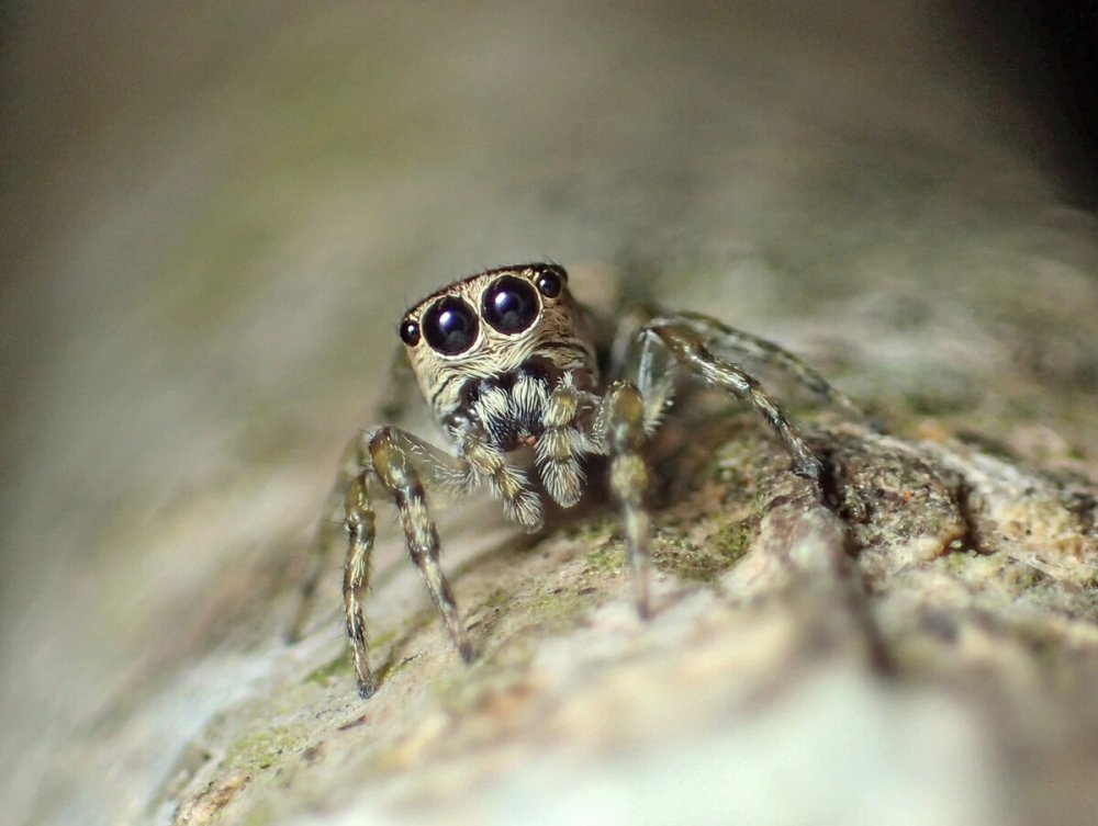 Паук каёмчатый охотник (Dolomedes fimbriatus)