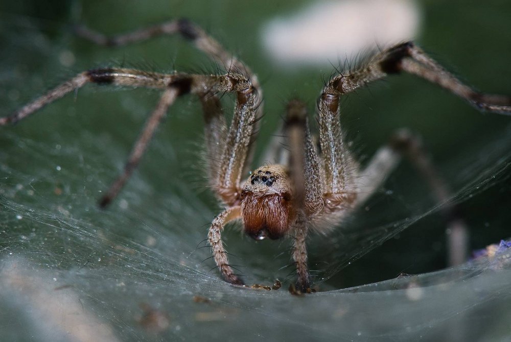 Araneus diadematus паук крестовик