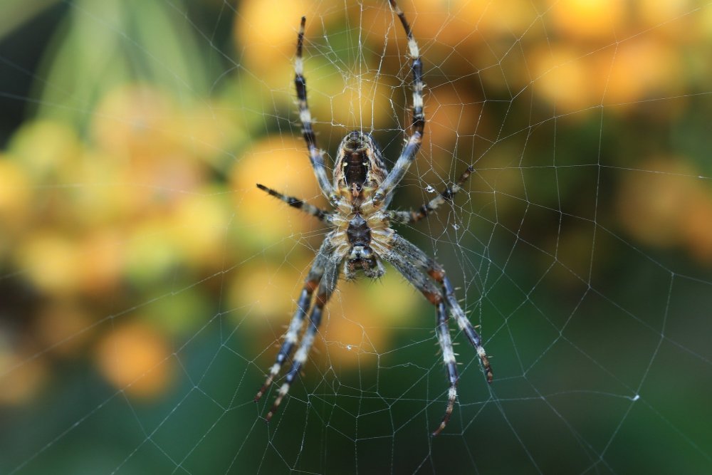 Araneus diadematus паук крестовик