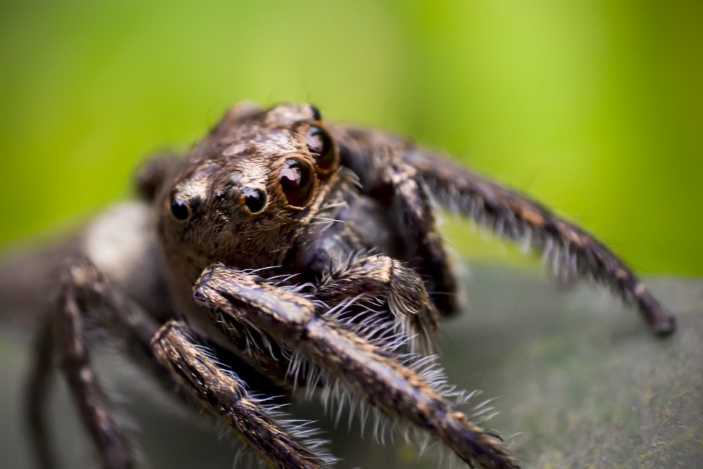 Araneus Quadratus Луговой крестовик