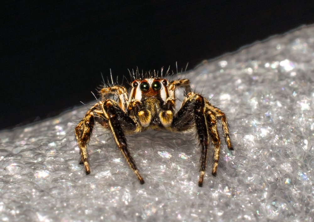 Araneus diadematus - крестовик