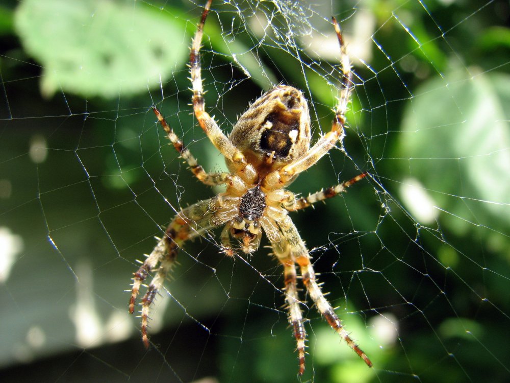 Тарантул Lycosa Narbonensis