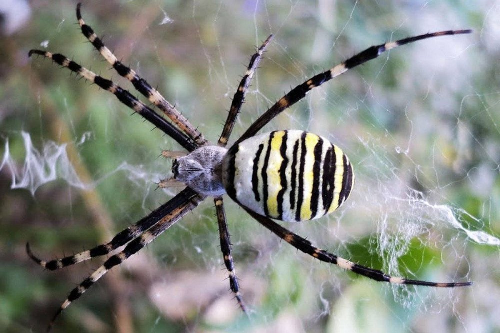 Maratus personatus паук