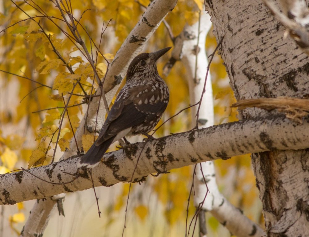 Свиристель кочующая