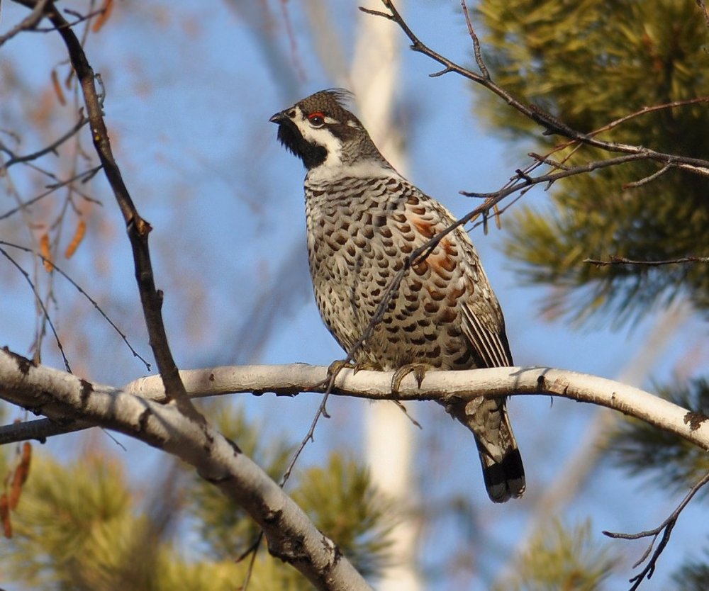 Кукша Perisoreus Infaustus