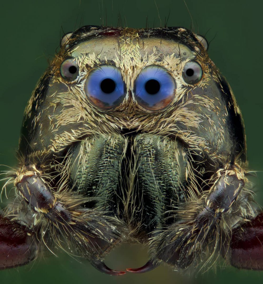 Павуки под микроскопом