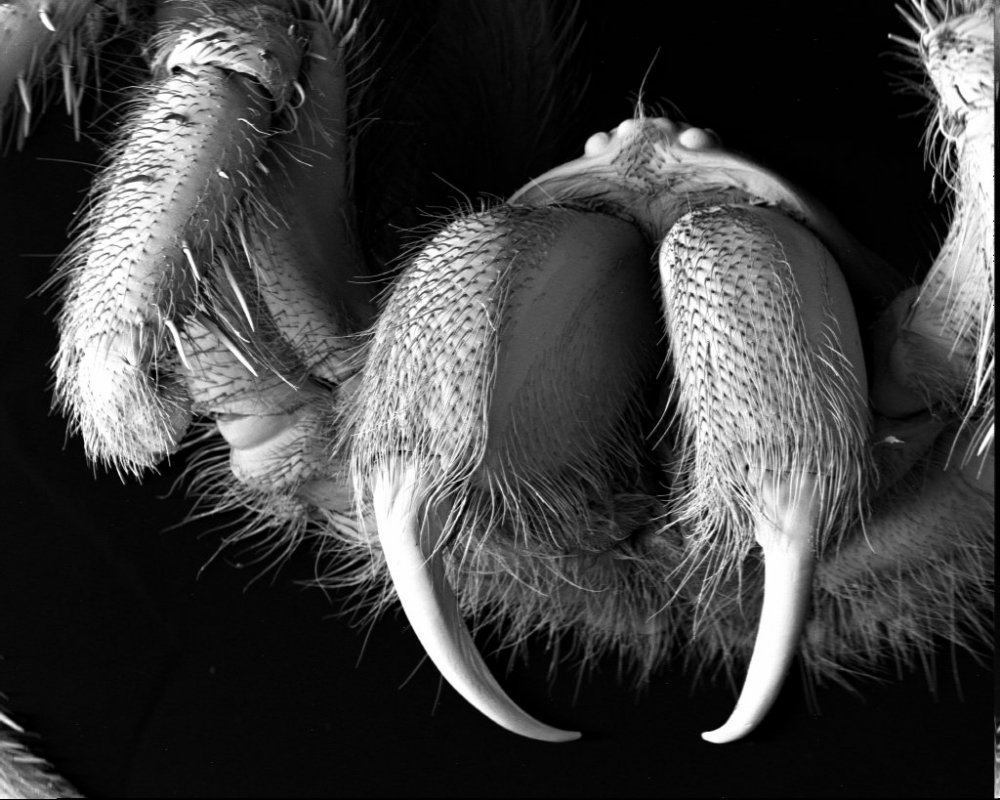 Хелицеры паука под микроскопом
