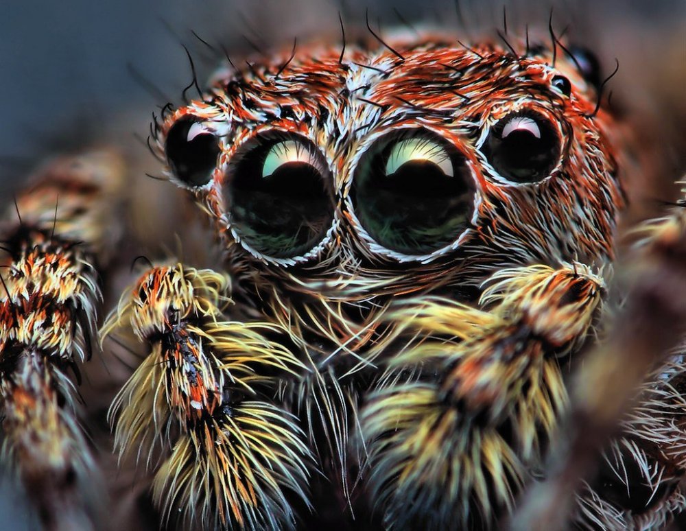 Милые паучьи глазки