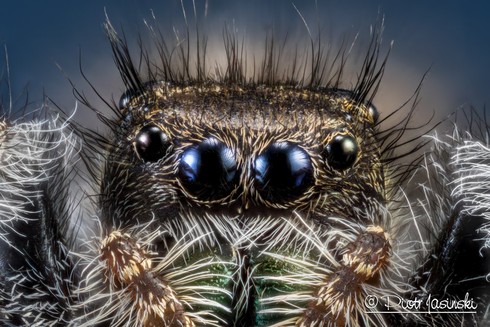 Глаза паука под микроскопом
