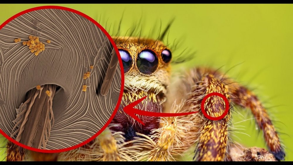 Глаза паука под микроскопом