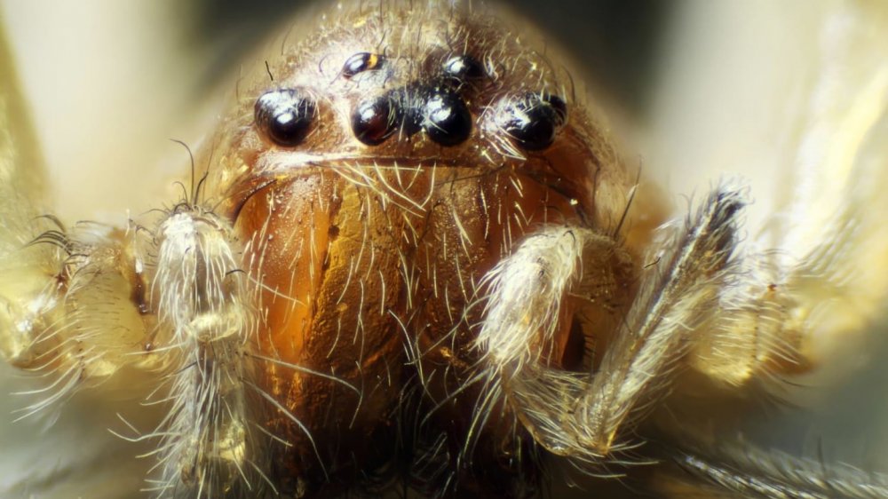 Домашние пауки под микроскопом