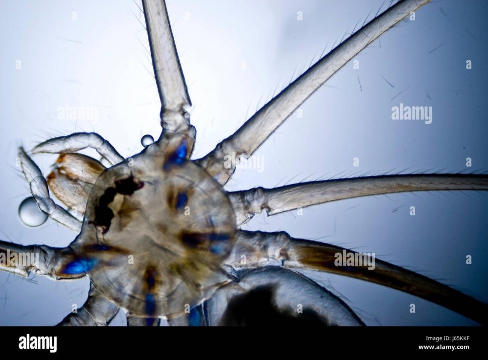 Домашний паук под микроскопом
