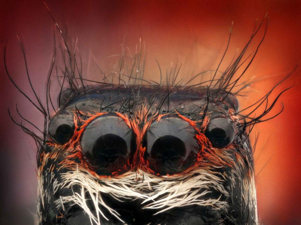 Глаза паука