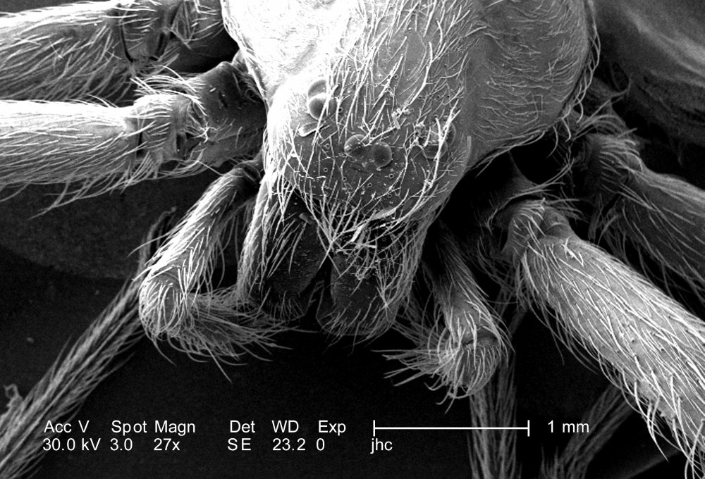 Паутина паука под микроскопом