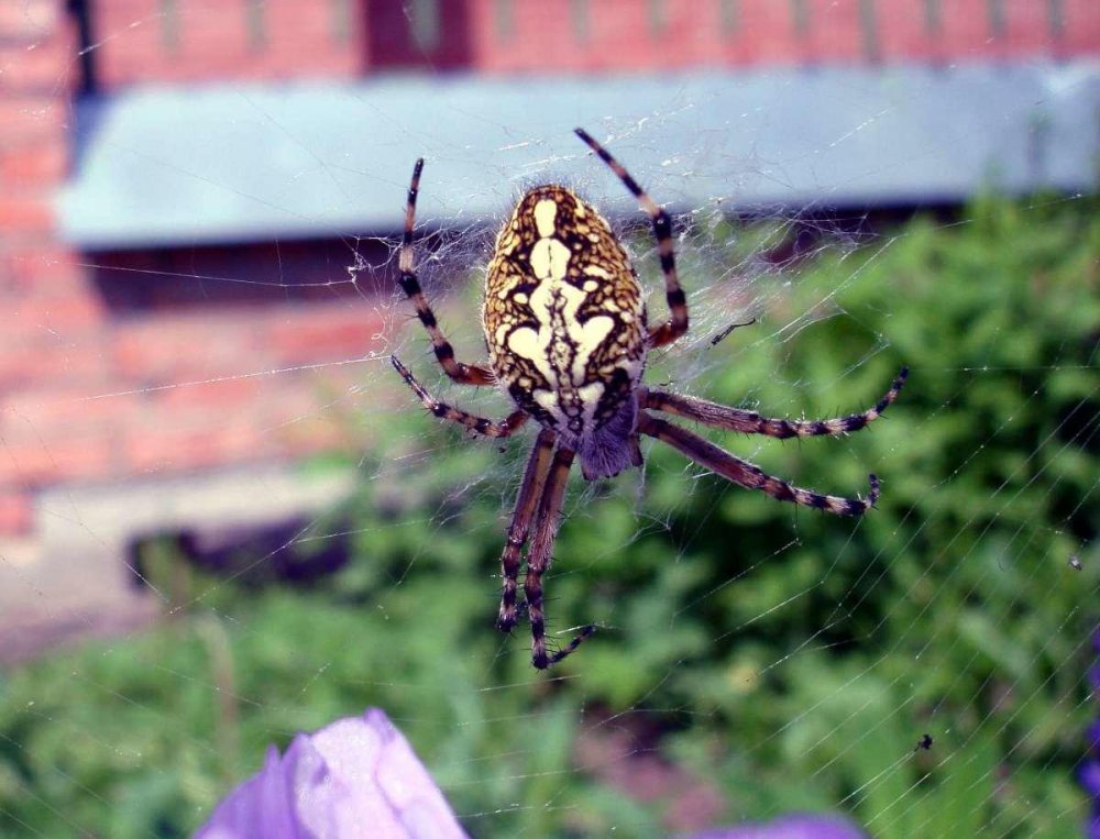 Araneus diadematus - крестовик