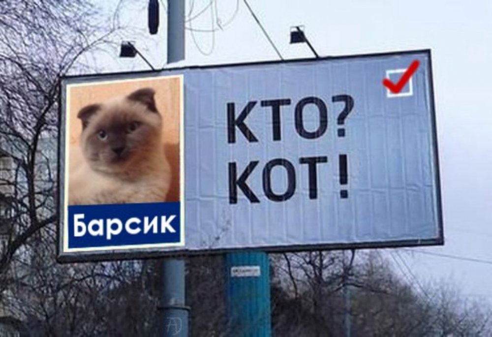 Кот Барсик депутат