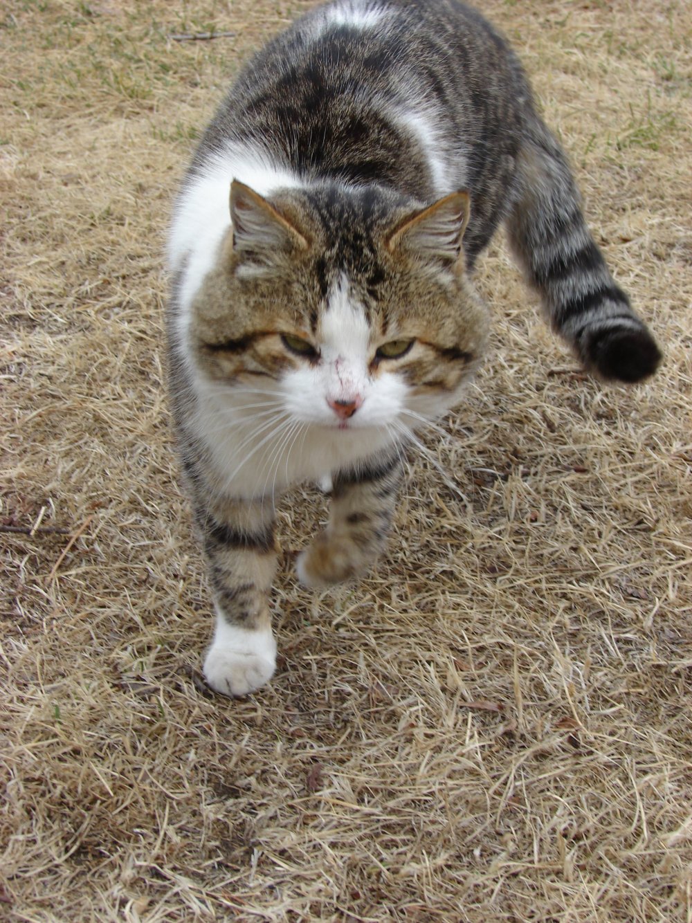 Кот Барсик фото