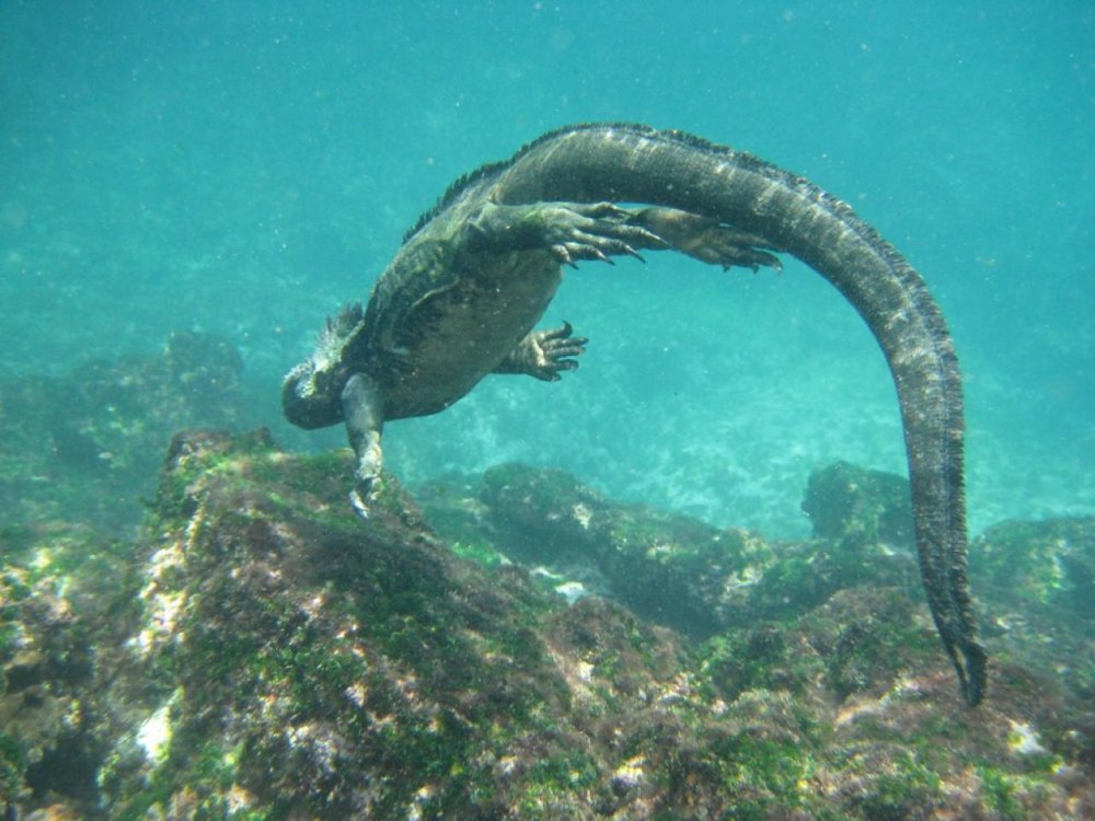 Галапагосская морская ящерица