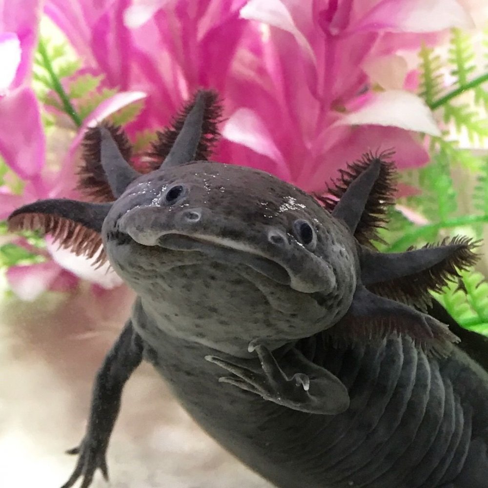 Мексиканская саламандра аксолотль