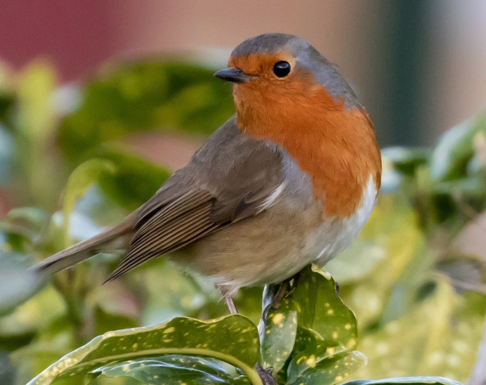 Robin Redbreast