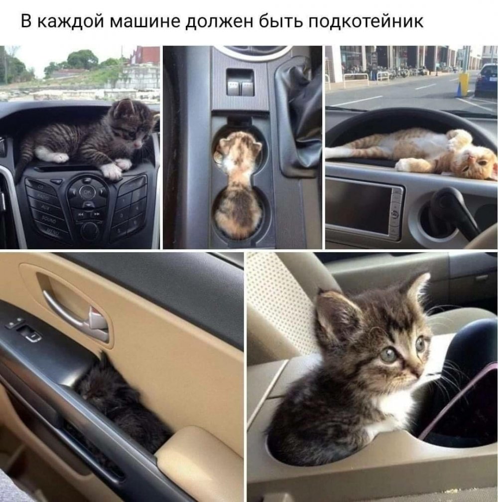 Кот за рулём машины